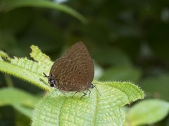 Arhopala atosia malayana • © Gan Cheong Weei • CC BY-NC 4.0