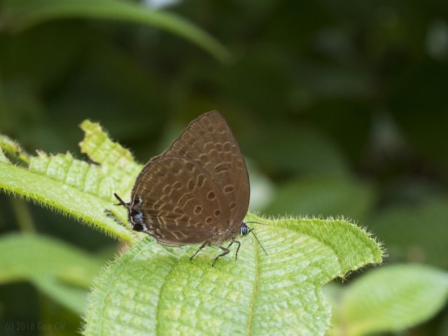 Arhopala atosia malayana • © Gan Cheong Weei • CC BY-NC 4.0