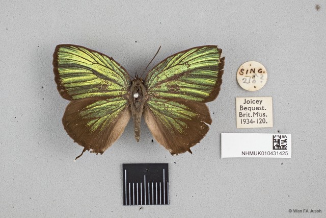 Arhopala eumolphus maxwelli