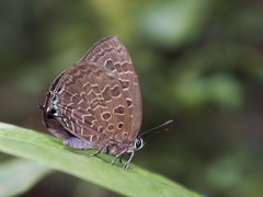 Arhopala eumolphus maxwelli • © Gan Cheong Weei • CC BY-NC 4.0