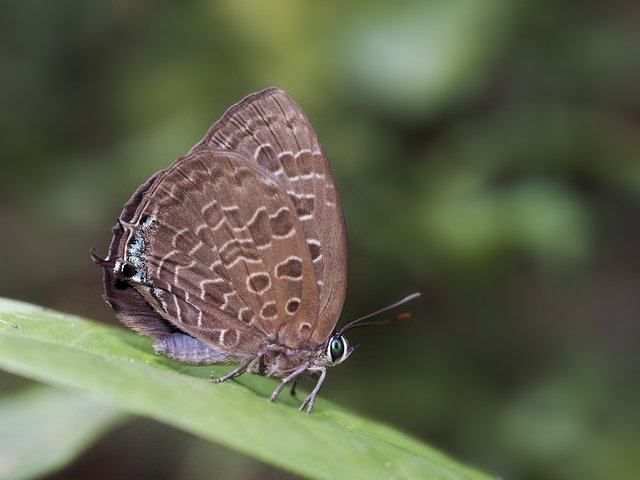 Arhopala eumolphus maxwelli • © Gan Cheong Weei • CC BY-NC 4.0