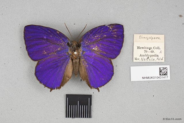 Arhopala centaurus nakula