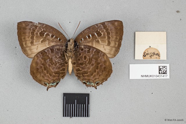 Arhopala centaurus nakula