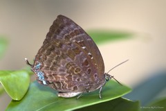 Arhopala centaurus nakula