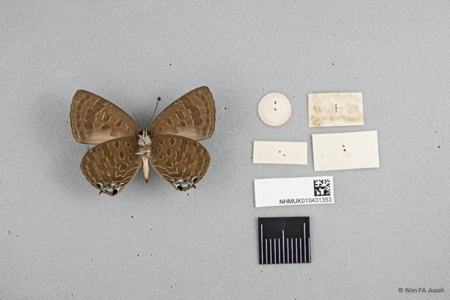 Arhopala phanda