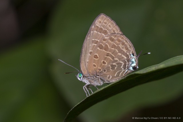 Arhopala sublustris ridleyi • © Marcus Ng Fu Chuan • CC BY-NC-ND 4.0