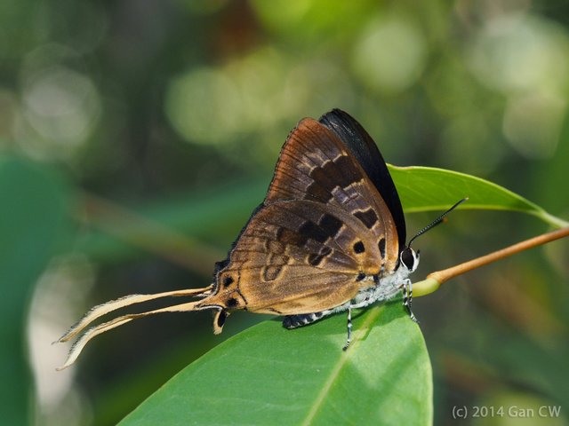 Bindahara phocides phocides • © Gan Cheong Weei • CC BY-NC 4.0