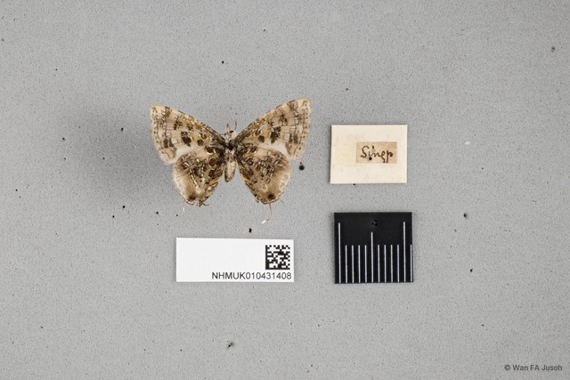 Catapaecilma major emas