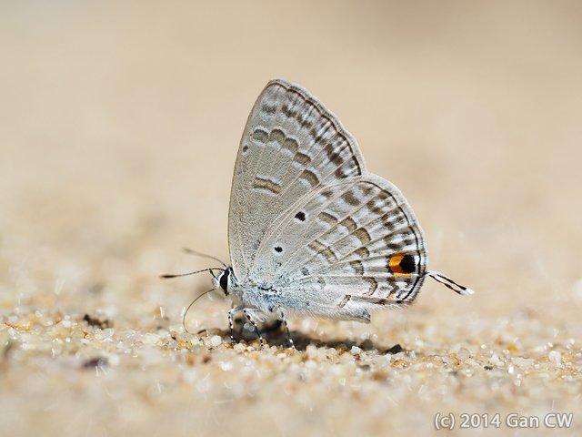 Catochrysops panormus exiguus • © Gan Cheong Weei • CC BY-NC 4.0