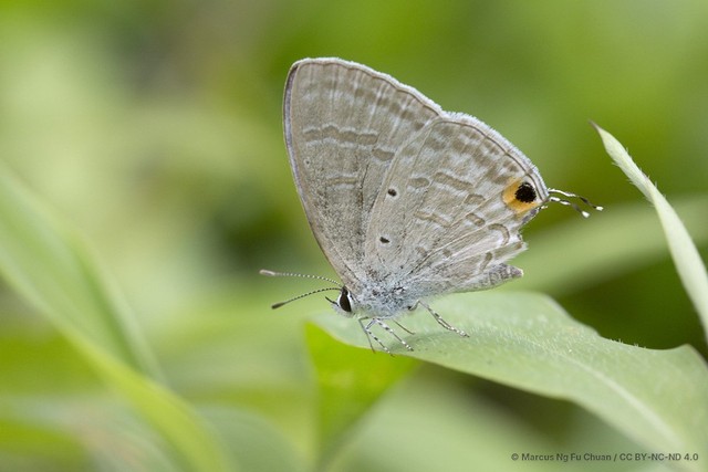 Catochrysops strabo strabo • © Marcus Ng Fu Chuan • CC BY-NC-ND 4.0