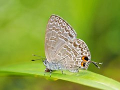 Catopyrops ancyra