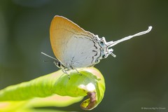 Cheritra freja frigga