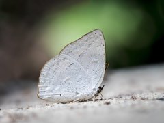 Curetis santana malayica