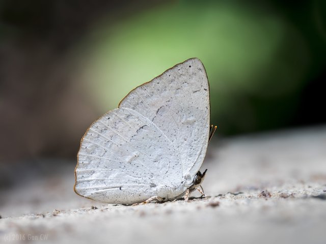 Curetis santana malayica • © Gan Cheong Weei • CC BY-NC 4.0