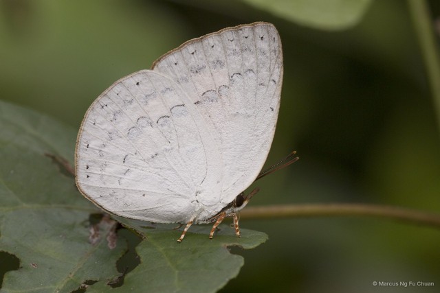 Curetis saronis sumatrana • © Marcus Ng Fu Chuan • All Rights Reserved
