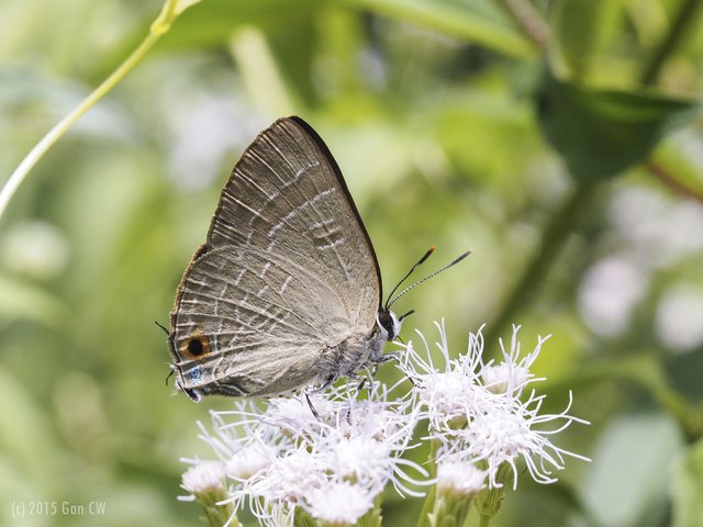 Deudorix epijarbas cinnabarus • © Gan Cheong Weei • CC BY-NC 4.0