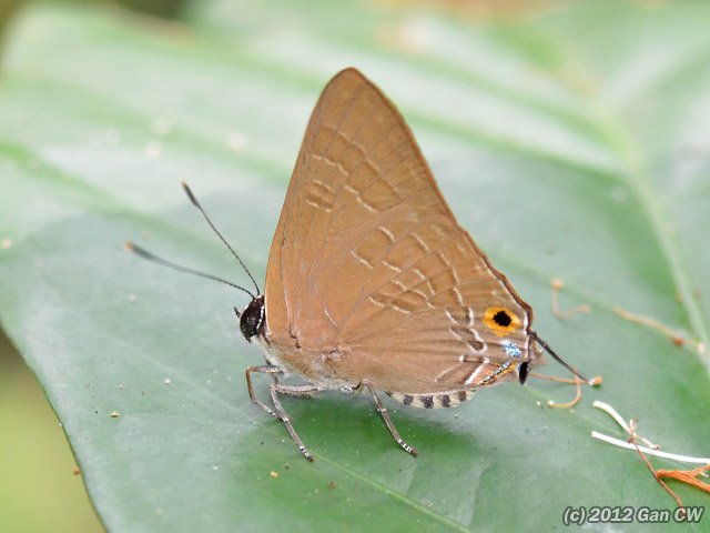 Deudorix staudingeri • © Gan Cheong Weei • CC BY-NC 4.0