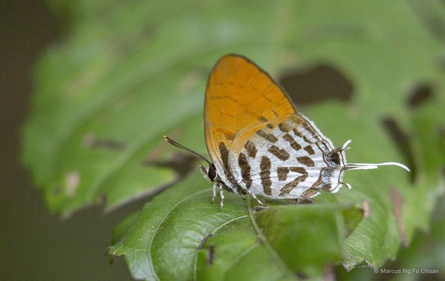 Drupadia ravindra moorei • © Marcus Ng Fu Chuan • All Rights Reserved