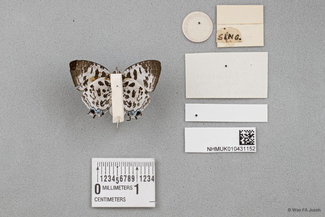 Drupadia scaeva scaeva