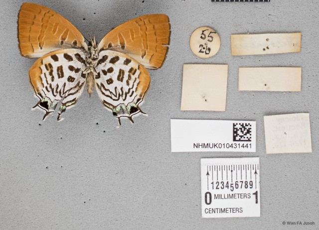 Drupadia theda thesmia