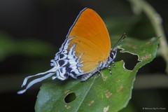 Eooxylides tharis distanti • © Marcus Ng Fu Chuan • All Rights Reserved