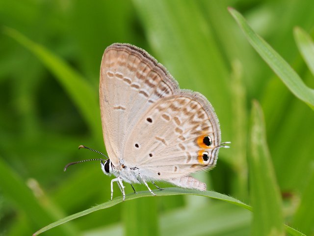 Euchrysops cnejus cnejus • © Gan Cheong Weei • CC BY-NC-ND 4.0