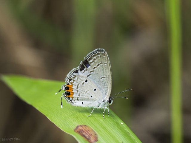 Everes lacturnus rileyi • © Gan Cheong Weei • CC BY-NC 4.0