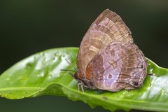 Flos apidanus saturatus