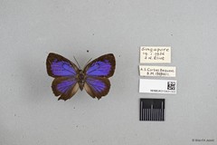 Flos fulgida singhapura