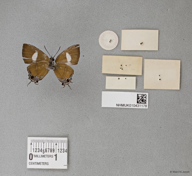Horaga albimacula