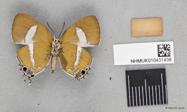 Horaga syrinx maenala