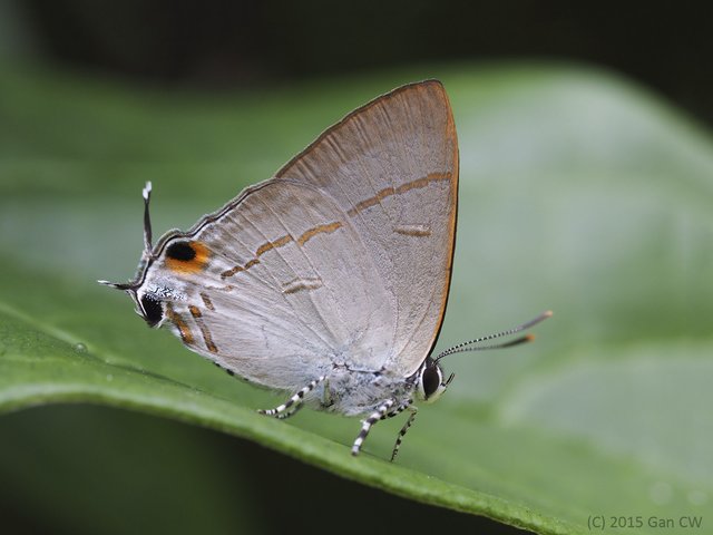 Hypolycaena erylus teatus • © Gan Cheong Weei • CC BY-NC 4.0