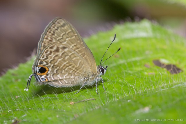 Ionolyce helicon merguiana • © Marcus Ng Fu Chuan • CC BY-NC-ND 4.0