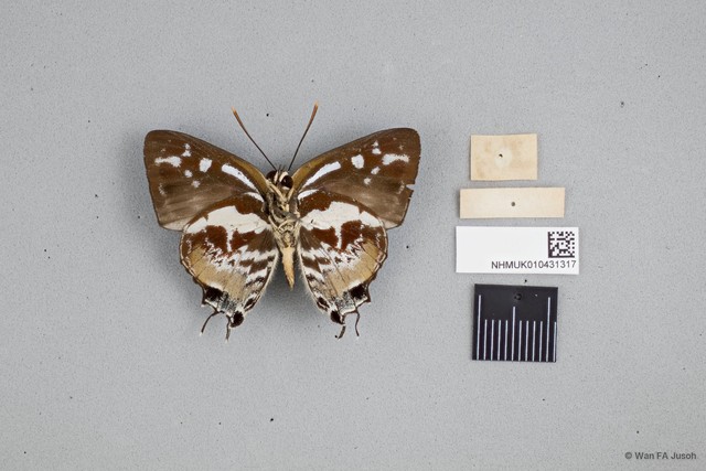 Iraota rochana boswelliana