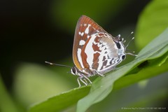 Iraota rochana boswelliana