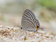 Jamides celeno aelianus