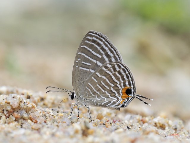 Jamides celeno aelianus • © Gan Cheong Weei • CC BY-NC 4.0