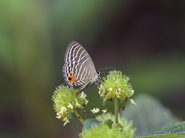 Jamides malaccanus malaccanus • © Gan Cheong Weei • CC BY-NC 4.0