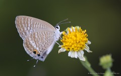 Lampides boeticus