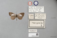 Logania marmorata damis • © Wan FA Jusoh • All Rights Reserved