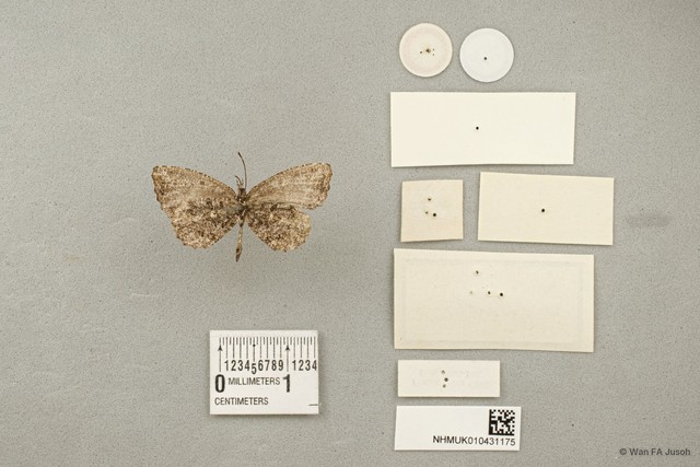 Logania marmorata damis