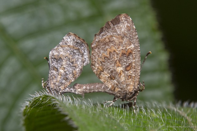 Logania marmorata damis • © Marcus Ng Fu Chuan • All Rights Reserved