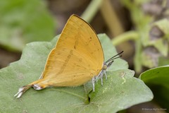 Loxura atymnus fuconius