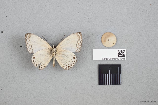 Lycaenopsis haraldus haraldus