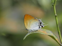 Manto hypoleuca terana