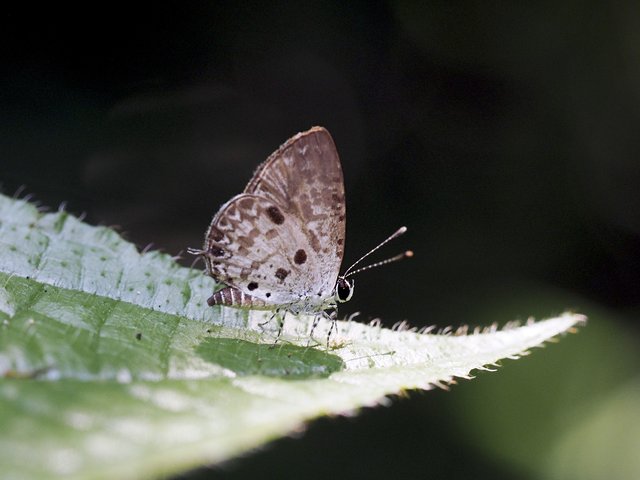 Megisba malaya sikkima • © Gan Cheong Weei • CC BY-NC 4.0