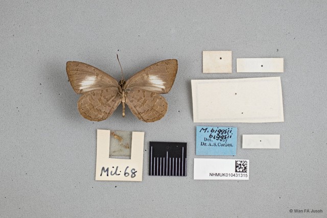 Miletus biggsii biggsii