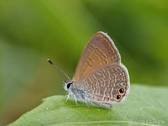 Nacaduba biocellata (C.Felder & R.Felder, 1865)