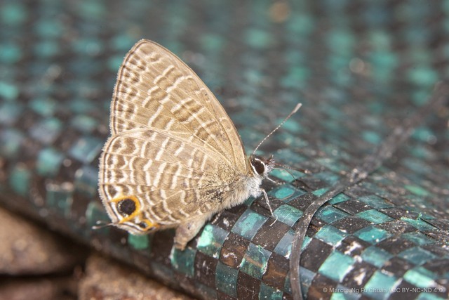 Nacaduba berenice icena • © Marcus Ng Fu Chuan • CC BY-NC-ND 4.0