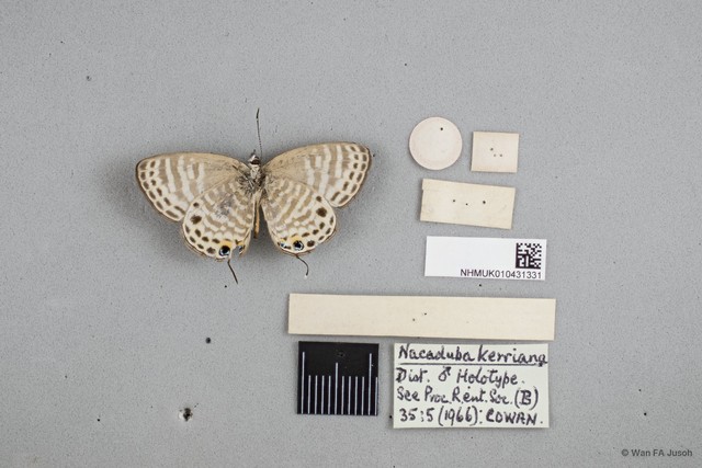 Nacaduba angusta kerriana